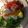 なか！！'s cooksnap of when they made 豆腐ディップで食べる日本そばサラダ仕立て.