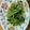 ミアーニ's cooksnap of when they made 豆苗のガーリック炒め.