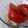 みみみみいみみみみみ's cooksnap of when they made トマトとキャベツの味噌ポン酢あえ.