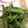 horseland's cooksnap of when they made 簡単＆美味しい！枝豆の茹で方.