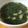 emi8emi28's cooksnap of when they made 夏ばてに！クレオパトラのモロヘイヤスープ.