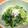 compay's cooksnap of when they made 小松菜としらすのごま油風味和え.