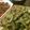 kotaro子's cooksnap of when they made ゴーヤとツナの甘味噌炒め。.