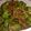 cocoroの扉's cooksnap of when they made 簡単常備菜♡５分で青唐辛子のおかか炒め★.