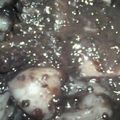 コウセイママ's cooksnap of when they made ５分でできる！ぜんざい（おしるこ）.
