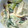 latte71's cooksnap of when they made ＊ほたてと青梗菜＊のヘルシィクリーム煮.
