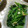 なふにし's cooksnap of when they made 味付けは白だしだけ！簡単小松菜の炒めもの.