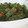 きらり流れ星's cooksnap of when they made さやいんげんと豚ひき肉のピリ辛香味炒め.
