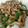 ぱりが's cooksnap of when they made ■簡単夏野菜■手作り青椒肉絲だれ大量消費.