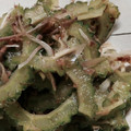 marogoro's cooksnap of when they made ゴーヤと茗荷のおかか合え.