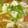 Ra16's cooksnap of when they made トマトとお豆腐のあっさり炒め.