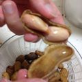 ぽんぽこふぅ's cooksnap of when they made 茹で落花生　圧力鍋で簡単に^^.