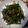 raid25012's cooksnap of when they made 空芯菜とベーコンの炒め物.