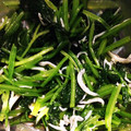 おっち24's cooksnap of when they made カルシウムたっぷり♪ほうれん草のおひたし.
