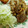 りょーーーちん's cooksnap of when they made 超簡単♡しょうが焼き.