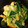 みきぴょ's cooksnap of when they made 簡単☆キャベツと玉子の中華炒め.