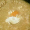 あちむら's cooksnap of when they made 風邪引きさんに！ 簡単お粥.