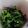 ryoko5's cooksnap of when they made ピーマンの塩昆布和え.
