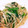 shibuchica's cooksnap of when they made もやしとﾆﾗのゆず胡椒ﾎﾟﾝ酢炒め.