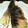 しししむむむ's cooksnap of when they made はまち（かんぱち）の塩麹焼き.
