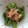 よしもん。's cooksnap of when they made おつまみに万願寺ししとうをどうぞ♪.
