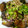 koroo16's cooksnap of when they made 超簡単！なすの甘辛しょうゆ炒め.