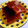 りん♥しゃね's cooksnap of when they made 簡単♪ようかん.