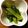 くま8421's cooksnap of when they made 小松菜のからし白味噌和え.