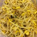 むちmuchiko's cooksnap of when they made 韓国料理 豆もやしナムル.