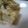 イノチサ's cooksnap of when they made 豆腐とささ身のごまドレッシング.