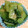 まりまりsn's cooksnap of when they made 青梗菜の中華風お浸し.