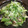 hiromi605's cooksnap of when they made オクラとミョウガの梅ごま和え.