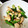 shibukko's cooksnap of when they made オクラと鶏ムネのおかか和え.