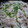 はまぴー's cooksnap of when they made 簡単(ﾟдﾟ)ｳﾏｰもやしと豚の蒸し焼き.