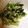 革命軍参謀総長's cooksnap of when they made 小松菜とツナの和え物.
