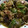 pandaayu's cooksnap of when they made ご飯がすすむ！夏の肉野菜オイスター炒め.