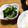 chiii0420's cooksnap of when they made チャチャッと！美味しいゴーヤのお浸し❤.
