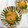 pitachan1's cooksnap of when they made ＊ししとうのシンプル焼き＊おかか醤油♪.