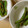 maritana's cooksnap of when they made いんげんの★胡麻和え.