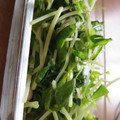 rie_mam's cooksnap of when they made 簡単♪豆苗のナムル♥.