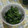 ラリー＆サラ's cooksnap of when they made ささげのごま和え.