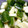 agak's cooksnap of when they made 簡単きゅうりのわさび漬け.