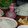 uri2215's cooksnap of when they made ひらひら大根とにんじんの紅白豚しゃぶ.