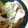 zazuuu's cooksnap of when they made ✿うまうま♡手羽元のネギ塩焼き✿.