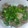 まくにゃん☆'s cooksnap of when they made 茹でるだけ！超簡単☆砂肝ネギまみれ.
