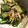 マハロ・レア・エコル's cooksnap of when they made 簡単♪みょうがでやみつききゅうり.