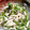 みぃこm's cooksnap of when they made ヘルシー美味！ささみのシソこんぶ和え.