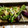 クックY328SG☆'s cooksnap of when they made 簡単☆ナスの揚げびたし☆.