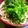 ユーロン's cooksnap of when they made 冷やしぶっかけそうめん始めました!.