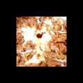 キコちゃん's cooksnap of when they made 親子丼.